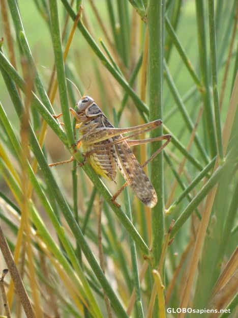 Postcard cricket or grasshopper?