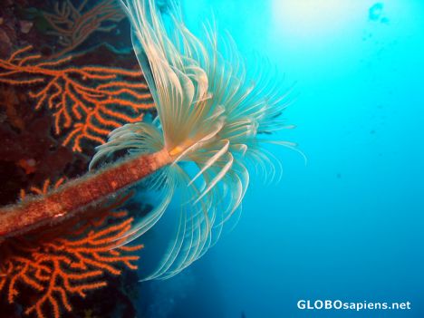 Postcard Tubeworms are hard...