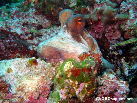 Postcard Octo
