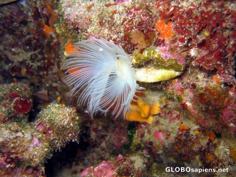 Postcard Tube worm