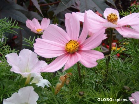 Postcard Pink flowers