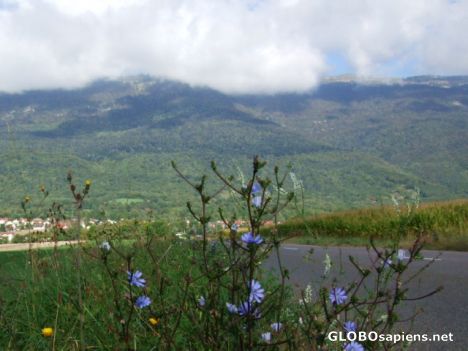Postcard Wild flowers and Jura Mountains