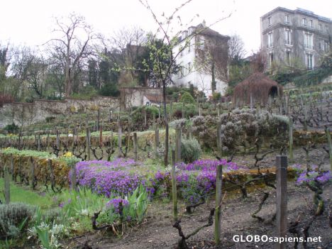 Postcard Wineyard at Montmartre - in the middle of Paris