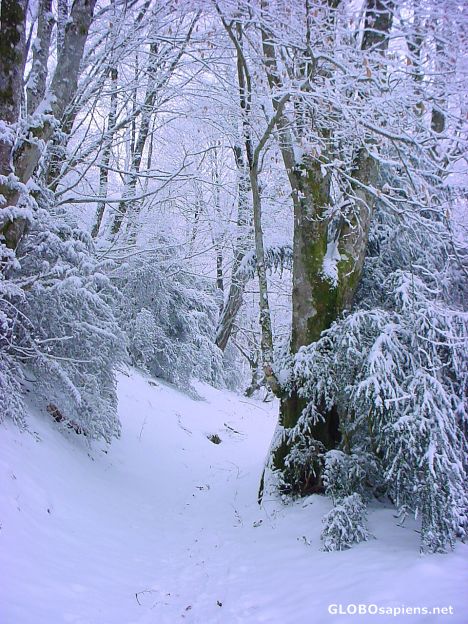 Postcard forest path