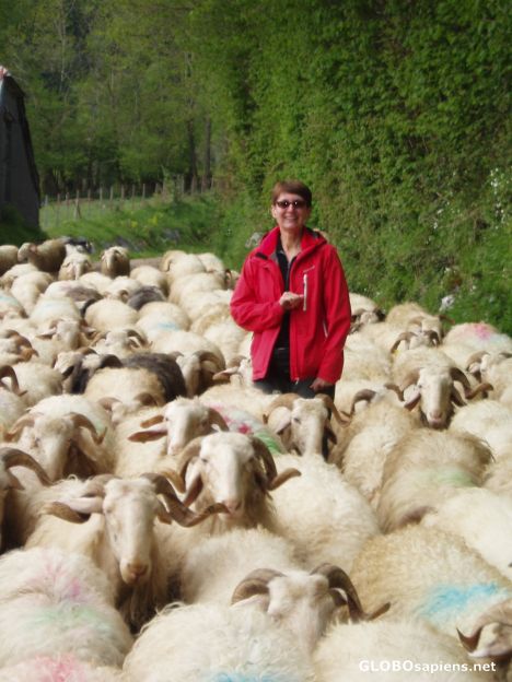 Postcard deep in the sheep!!!
