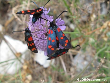 Postcard kind of alpine butterfly