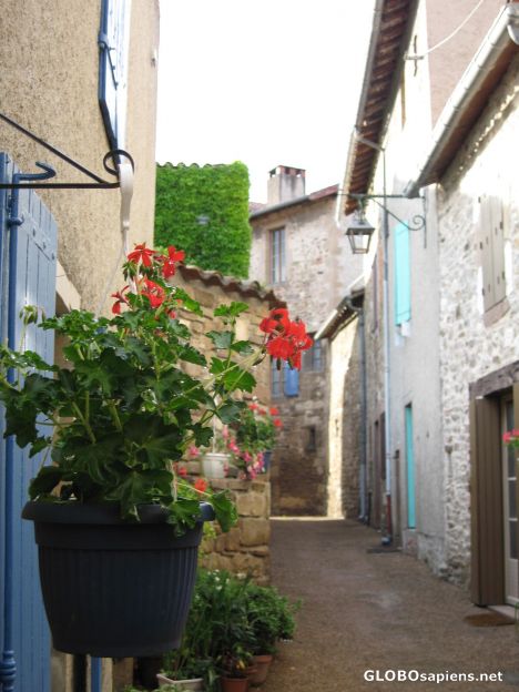 Postcard Flowers in the street
