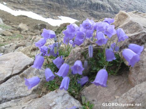 Postcard flowers of the Pyrenees