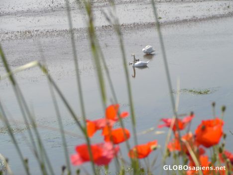 Postcard Swans on the Loire