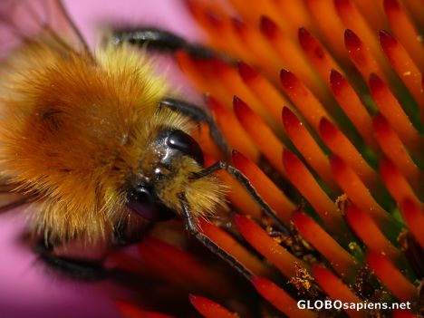 Postcard humble-bee on the last summer day
