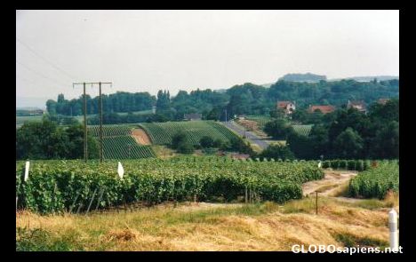Postcard Countryside in Champagne
