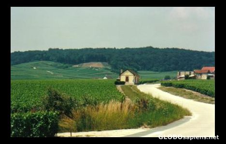 Postcard The Vineyards in Champagne