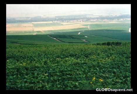 Postcard Champagne