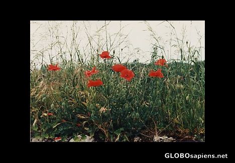 Postcard Poppies