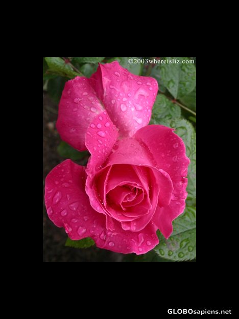 Postcard Rainsoaked Rose, Rodin's Garden, Paris