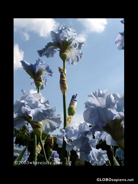 Postcard Iris Sky, Parc de Bagatelle, Paris