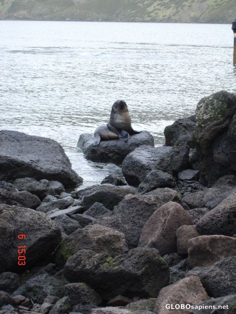 Postcard A living Copenhagen mermaid in Antarctica?
