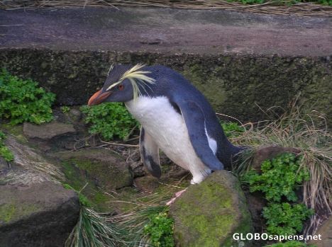 Postcard Macaroni penguin jumping