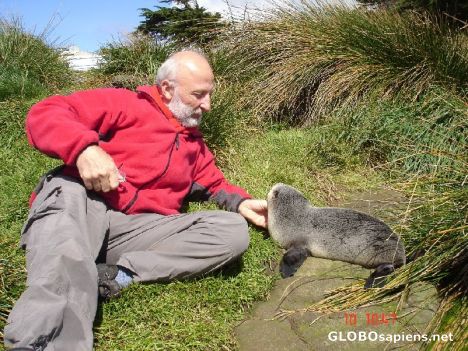 Postcard Bold tourist caress a baby seal