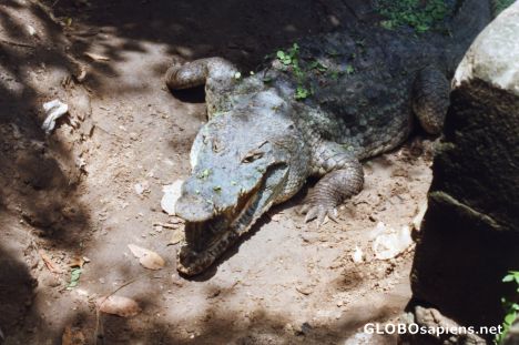 Postcard Snap! Close encounter with a croc!