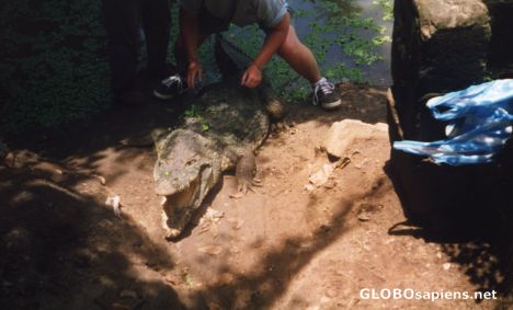 Postcard Crocodile at Kachikally