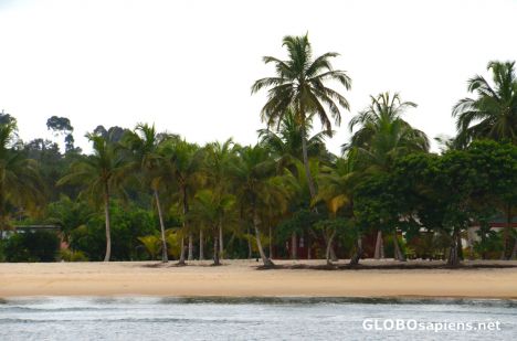Postcard Pointe Denis (GA) - palmtree grove