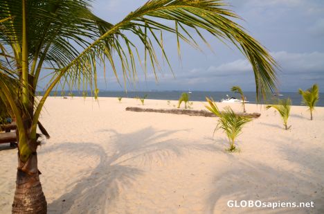 Postcard Pointe Denis (GA) - Assala's baby palmtrees