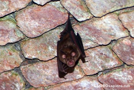 Postcard Fort Gross Friedrichsburg's bat