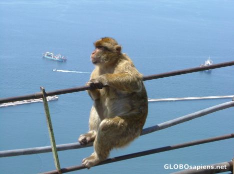 Postcard Just hangin'out