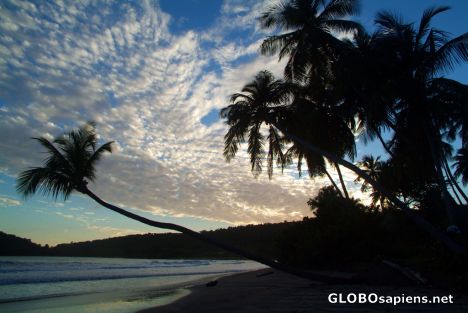Postcard La Sagesse Bay (GD) - a leaning palm tree