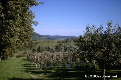 Postcard grassland