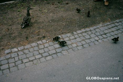 Postcard baby ducks at the 
