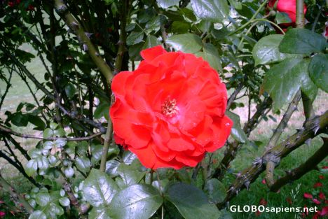 Postcard big nice red rose