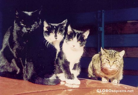 Postcard Farmhouse Cats