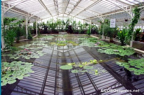 Postcard The Lily pond in the Glass Houses
