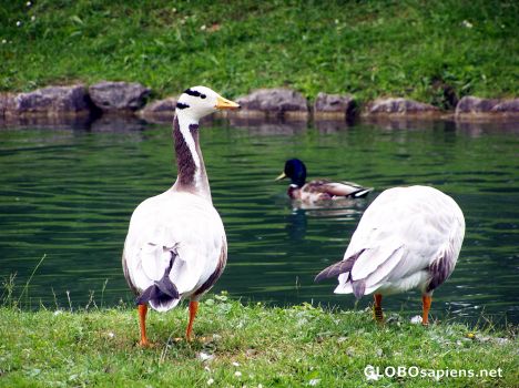 Postcard Birds in the Englisher Garten