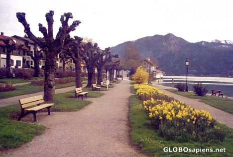Postcard Flowers on a Lakeside