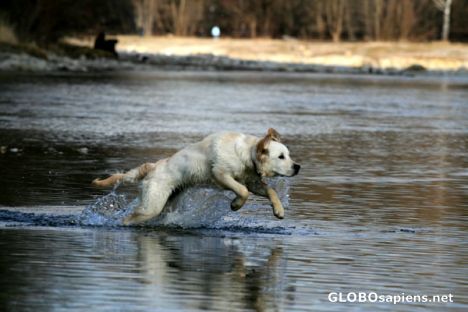Postcard Retriever having fun with the birds in the Isar