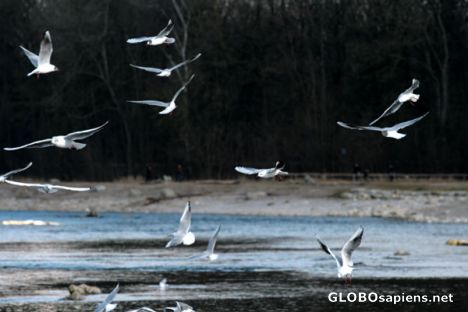 Postcard Little beardies at river Isar