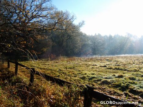Postcard Wald ohne Ende