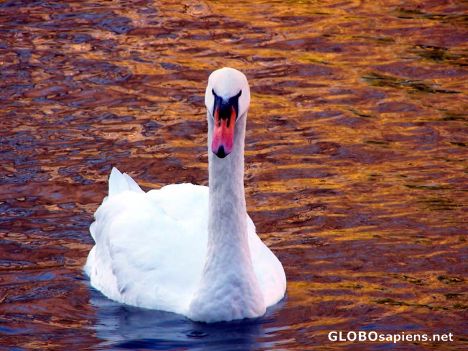 Postcard Swan in Main, Frankfurt