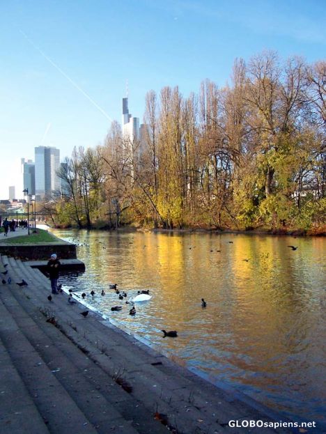 Postcard Feeding the birds along the Main.