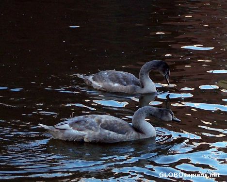 Postcard Swans in the Main, Frankfurt, Germany