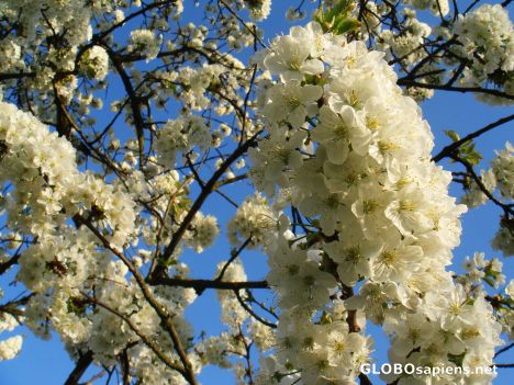 Postcard cherry blossom