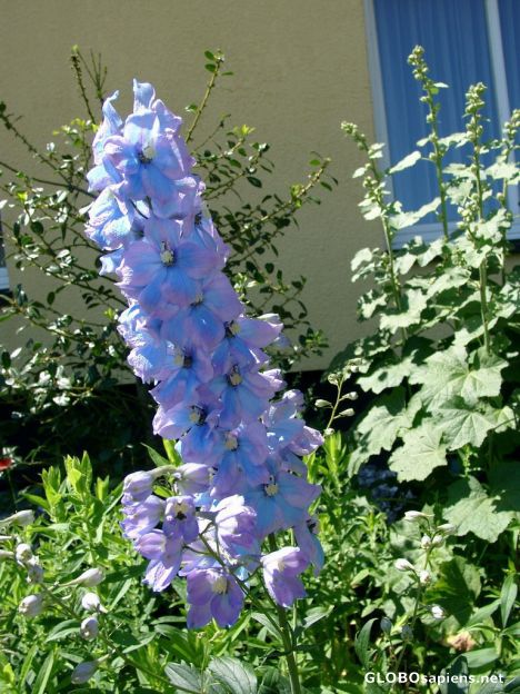 Postcard Blooms from the Isle of Vilm