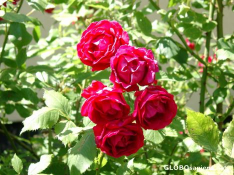 Postcard Blooms from the Isle of Vilm