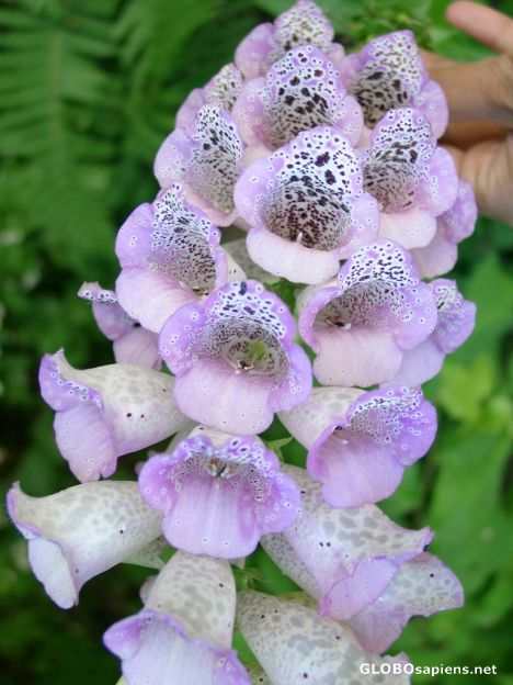 Postcard Blooms from the Isle of Vilm