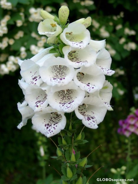 Postcard Blooms from the Isle of Vilm