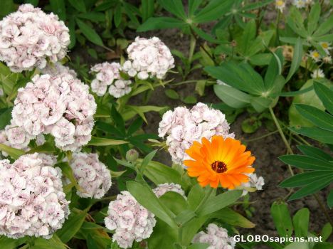 Postcard Blooms from the Isle of Vilm