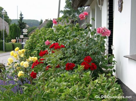 Postcard Blooms from the Isle of Vilm